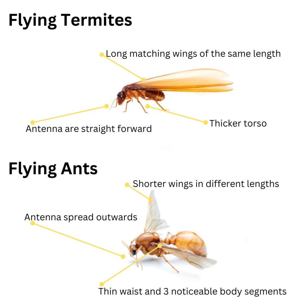 Flying Termites: The Importance and How to Manage Them