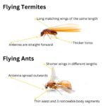 Flying Termites: The Importance and How to Manage Them