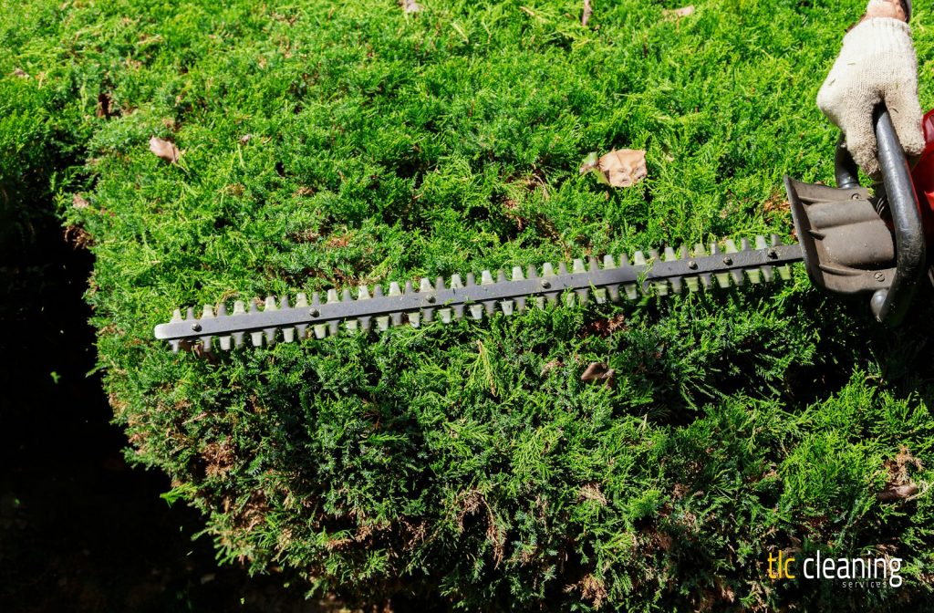 Hedge Trimming Tips for Marston Magna Gardens