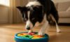 Border Collie Mental Stimulation Tips for Engaged Minds