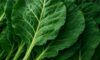 Collard Greens for a Wholesome Slow Cooked Dinner