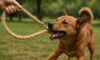 Hemp Leashes for Dogs: Tough and Reliable Choices
