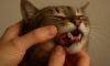 Teeth Brushing Kits for Cats: Top Oral Care Tips Explained